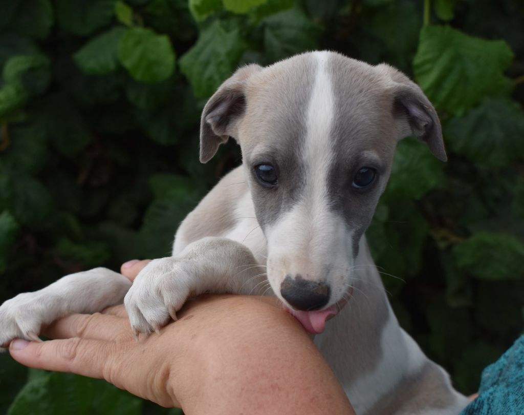 PHANTAISIE DE BERLIOZ