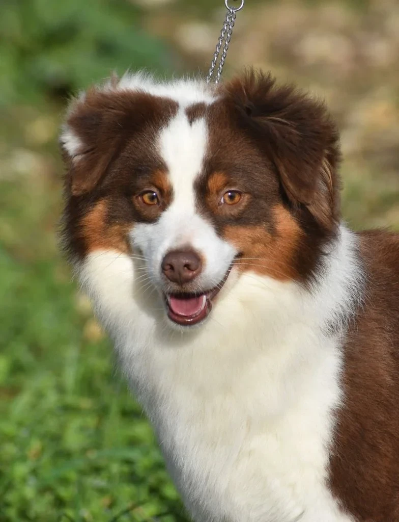 Publication : de La Lune De Feu Auteur : lalunedefeu