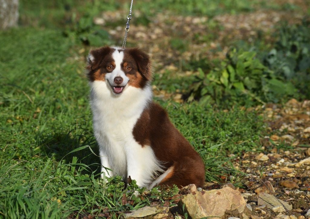 Publication : de La Lune De Feu Auteur : lalunedefeu