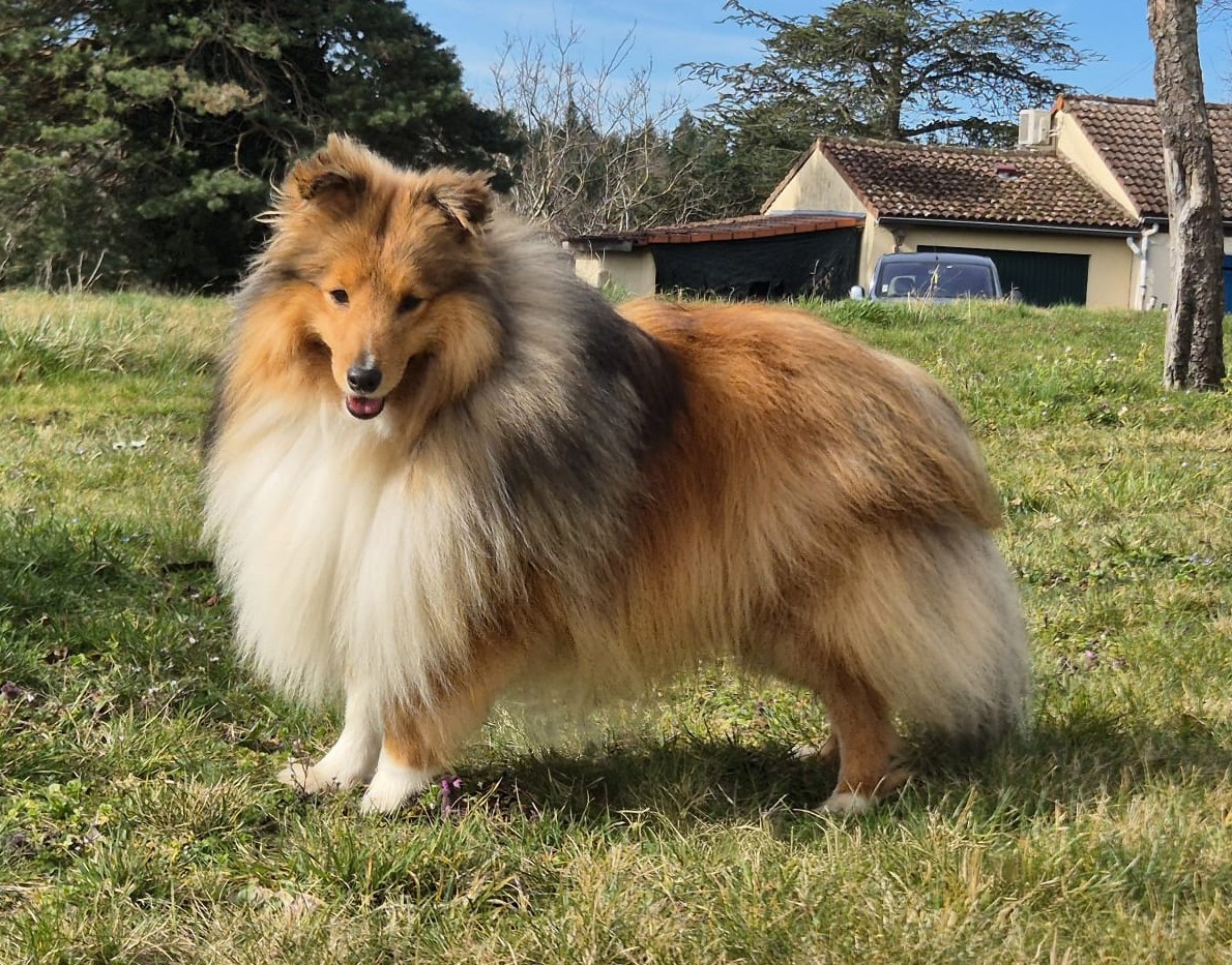 Publication : de La Lune De Feu Auteur : lalunedefeu