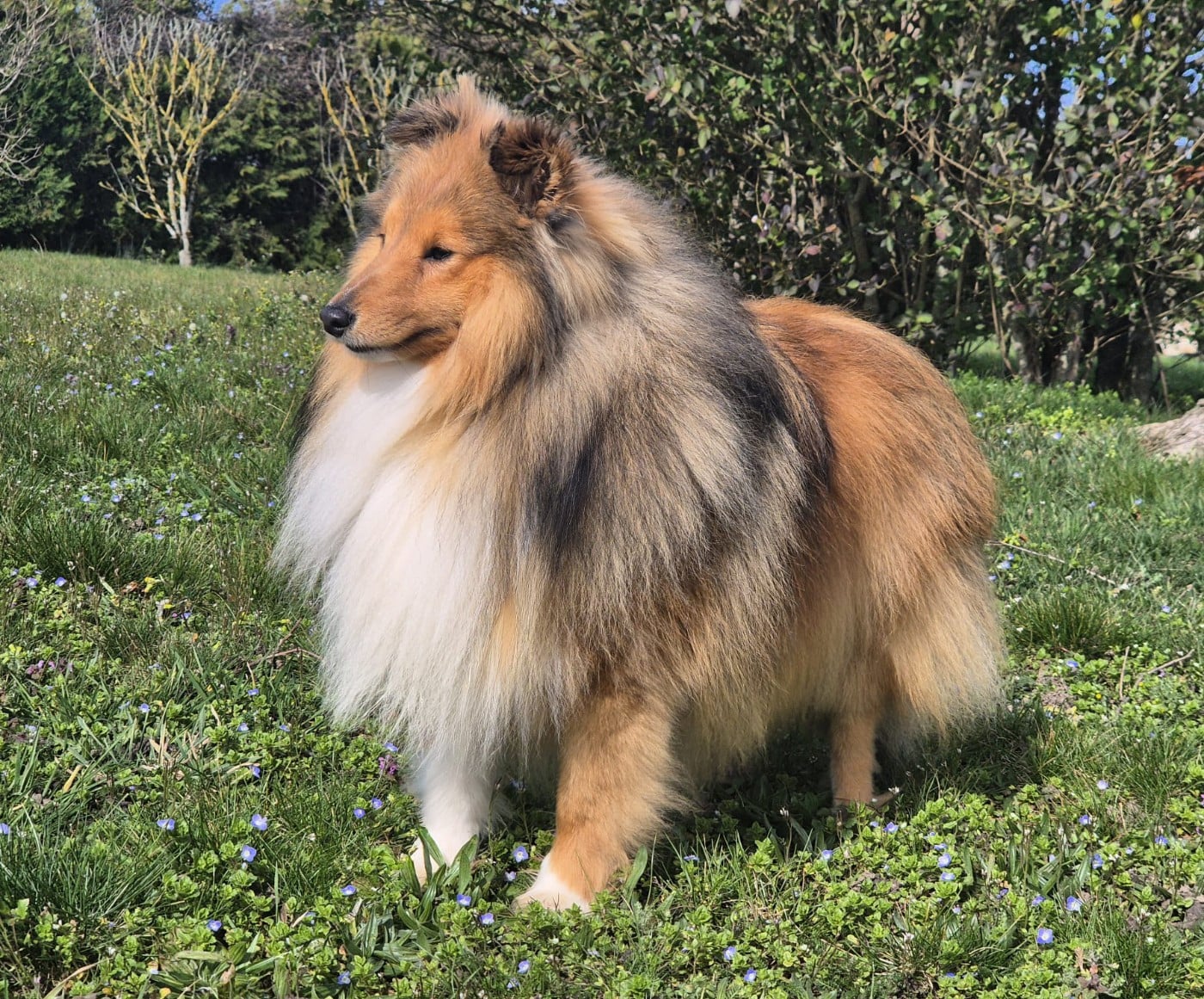 Publication : de La Lune De Feu Auteur : lalunedefeu