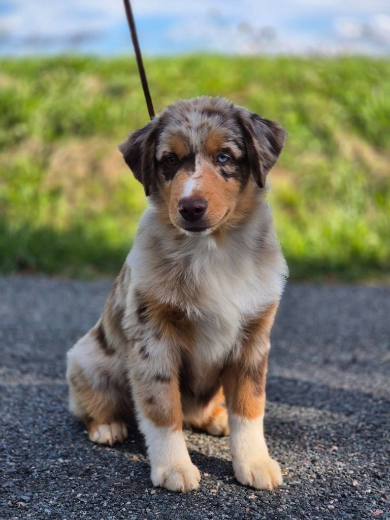 Another dream verone mini de La Lune De Feu