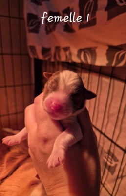 Les chiots de Berger Américain Miniature