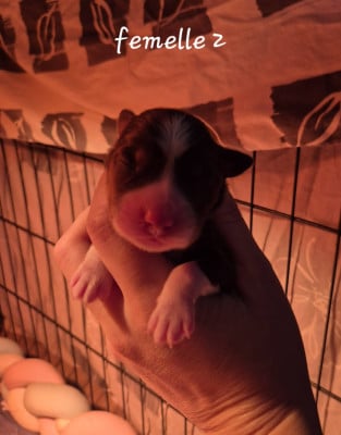 Les chiots de Berger Américain Miniature