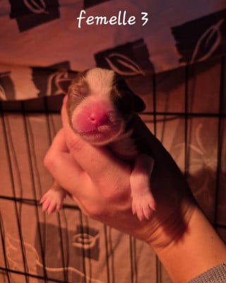 Les chiots de Berger Américain Miniature