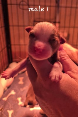 Les chiots de Berger Américain Miniature