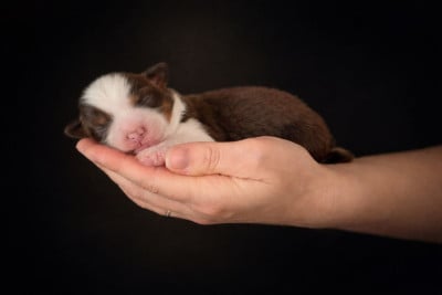Les chiots de Berger Américain Miniature 