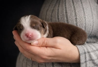 Les chiots de Berger Américain Miniature 