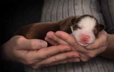 Les chiots de Berger Américain Miniature 