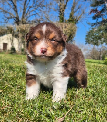Les chiots de Berger Américain Miniature 