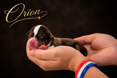 Les chiots de Berger Américain Miniature 
