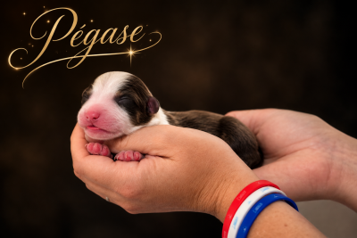 Les chiots de Berger Américain Miniature 