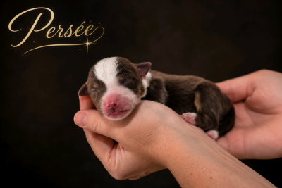 Les chiots de Berger Américain Miniature 