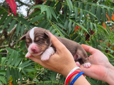 Les chiots de Berger Américain Miniature 