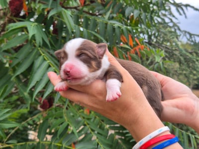 Les chiots de Berger Américain Miniature 
