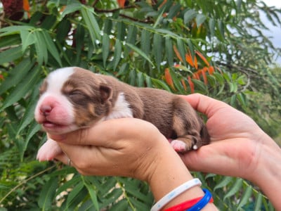 Les chiots de Berger Américain Miniature 