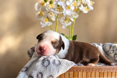 Les chiots de Berger Américain Miniature 