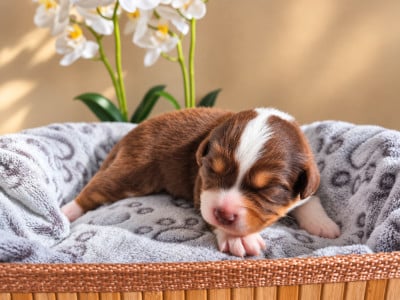Les chiots de Berger Américain Miniature 