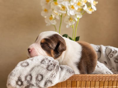 Les chiots de Berger Américain Miniature 