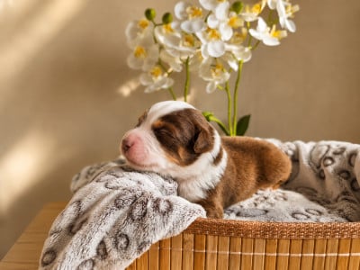 Les chiots de Berger Américain Miniature 