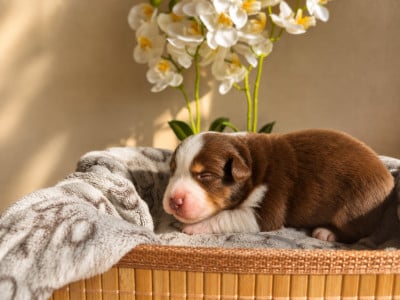 Les chiots de Berger Américain Miniature 