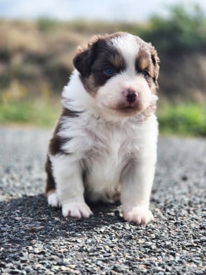 Les chiots de Berger Américain Miniature 