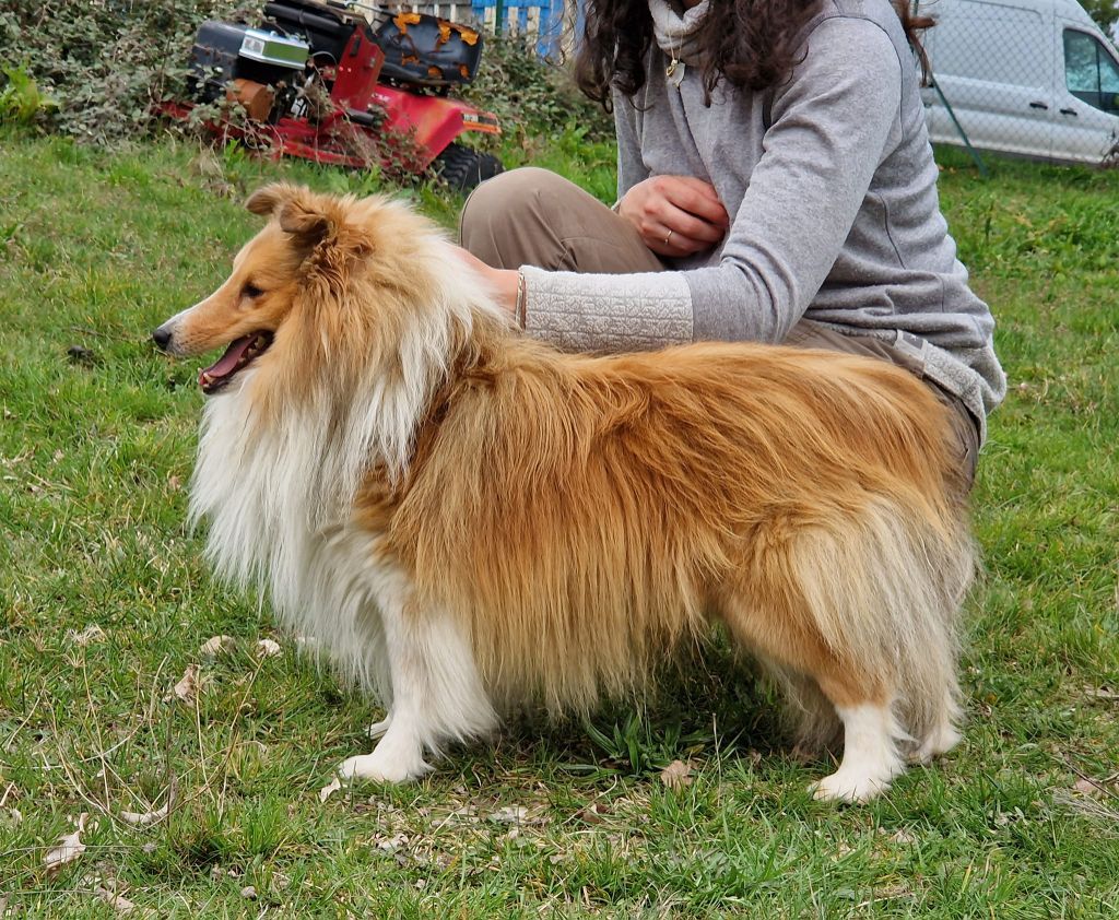 Rockstar cole de La Lune De Feu - 1er Excellent CACS MEILLEUR DE RACE