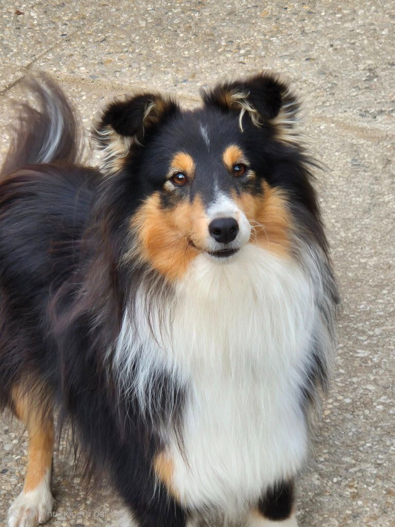 Valkyrie okami no kage de La Lune De Feu - 2° EXCELLENT