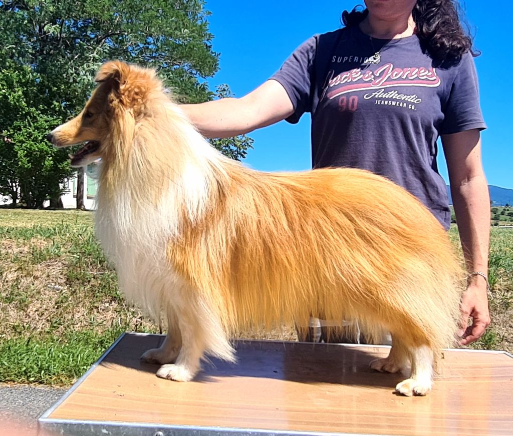 Rockstar cole de La Lune De Feu - 2ème Excellent RCACS