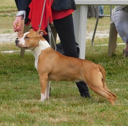 Obra Paradise Of Crystal Dogs - 3eme trés bon