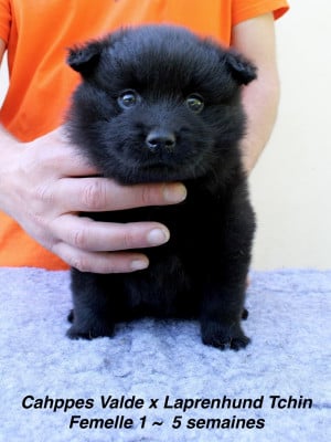 Les chiots de Chiens suedois de Laponie