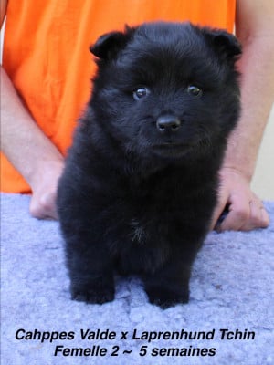 Les chiots de Chiens suedois de Laponie