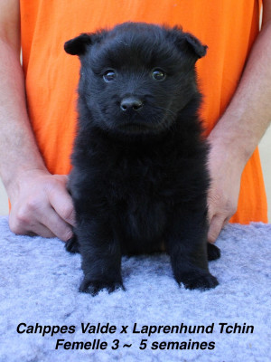 Les chiots de Chiens suedois de Laponie