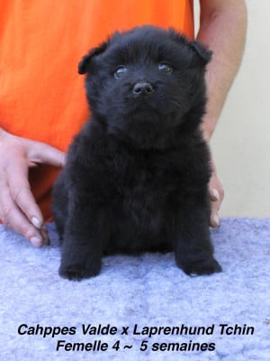 Les chiots de Chiens suedois de Laponie