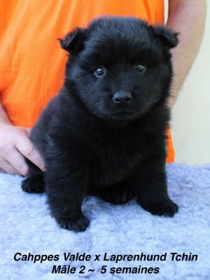 Les chiots de Chiens suedois de Laponie