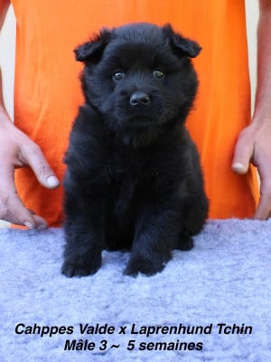 Les chiots de Chiens suedois de Laponie