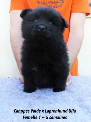 Les chiots de Chiens suedois de Laponie