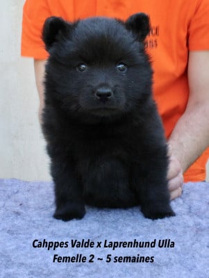 Les chiots de Chiens suedois de Laponie