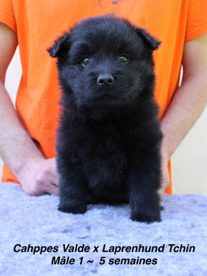 Les chiots de Chiens suedois de Laponie