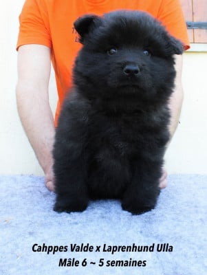 Les chiots de Chiens suedois de Laponie