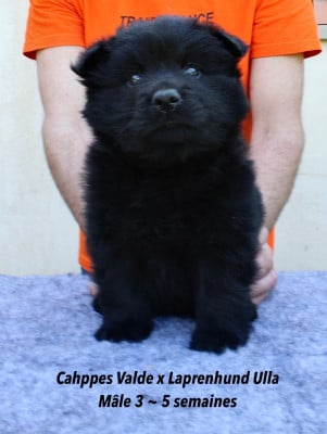 Les chiots de Chiens suedois de Laponie