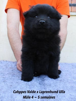 Les chiots de Chiens suedois de Laponie