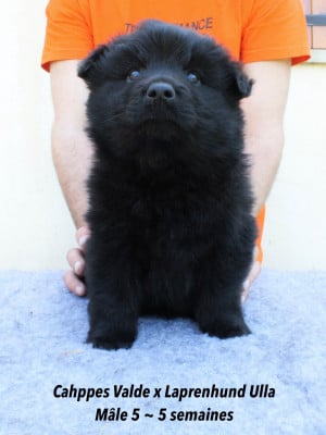 Les chiots de Chiens suedois de Laponie