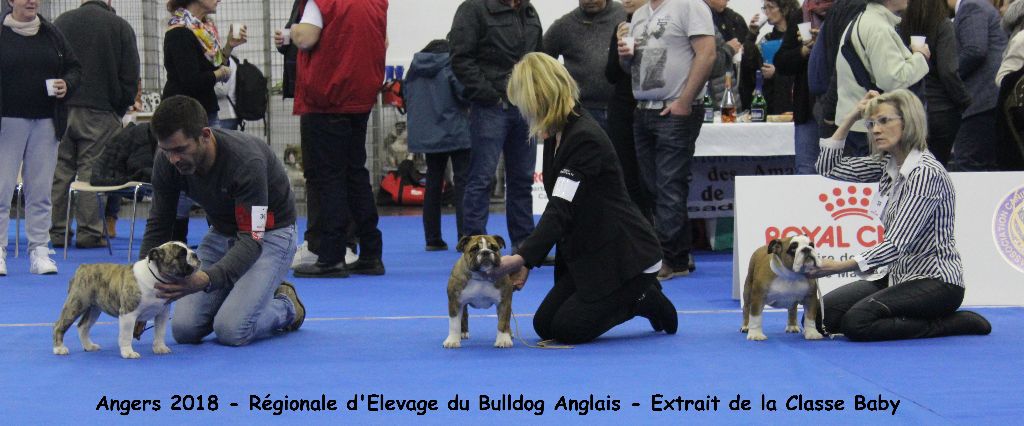 Nabila Du courtil du noyer - TRES PROMETTEUR - Classe Baby