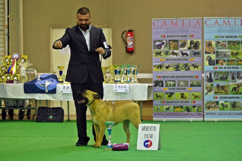 ideal dogs giv Gloria reina