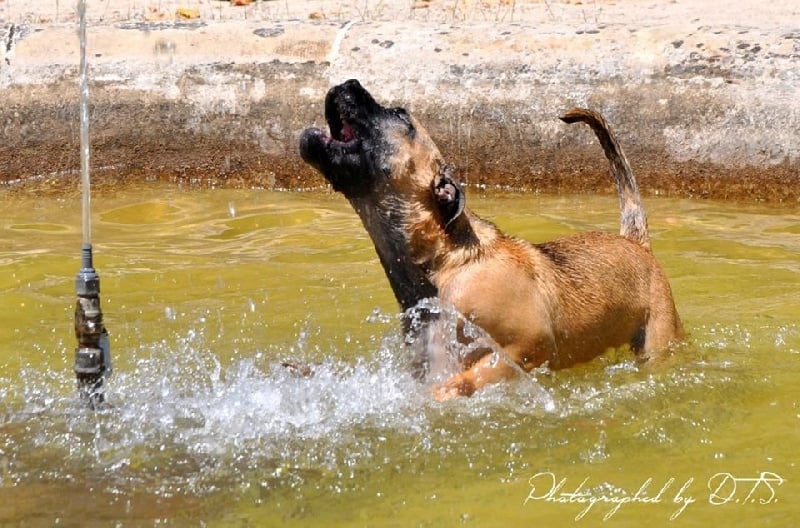 ideal dogs giv Gloria reina