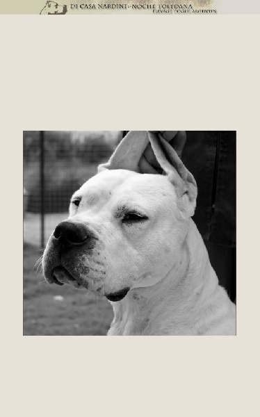 Publication : de la noche toledana Auteur : Nardini elsa