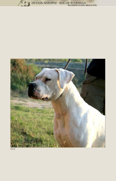 Publication : de la noche toledana Auteur : Nardini elsa