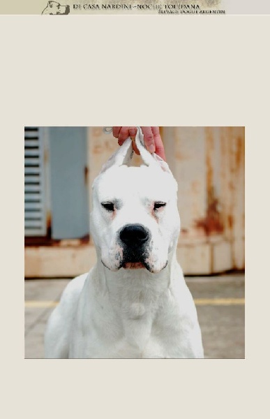 Publication : de la noche toledana Auteur : Nardini elsa