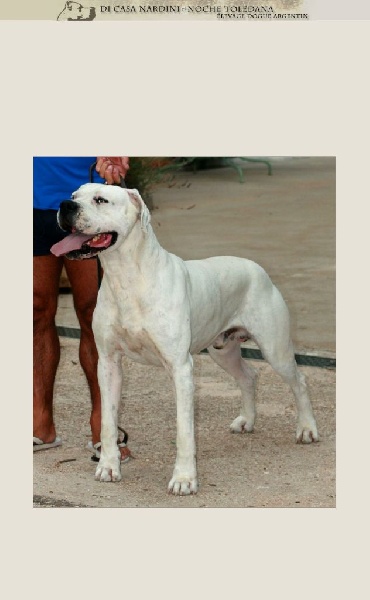 Publication : de la noche toledana Auteur : Nardini elsa